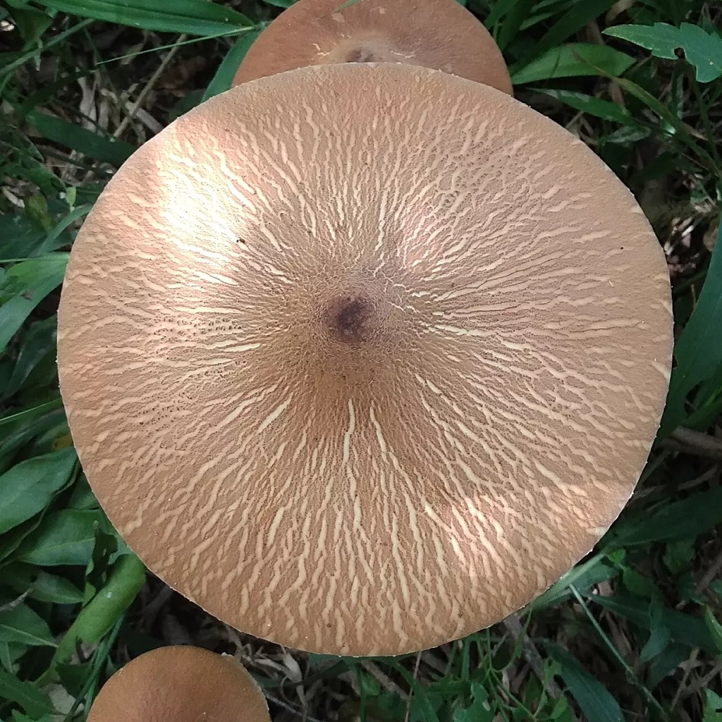 Macrolepiota capelariae · January 2023 · photo: © lelacappelli (iNaturalist, cc0)