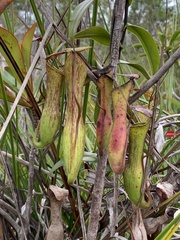 Nepenthes gracilis