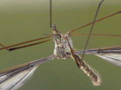 Tipula caloptera