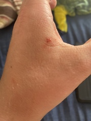 Trachylepis capensis