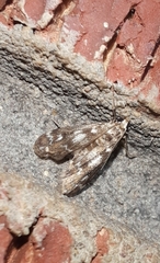 Hygraula nitens