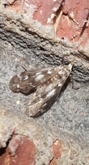 Hygraula nitens