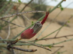 Adenolobus garipensis