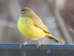 Setophaga palmarum hypochrysea