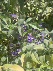 Duranta erecta