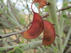 Adenolobus garipensis