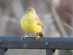 Setophaga palmarum hypochrysea