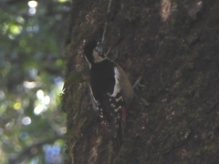 Dendrocopos himalayensis