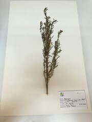Baccharis linearis