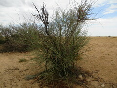 Adenolobus garipensis