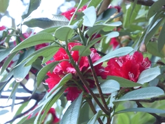 Rhododendron arboreum