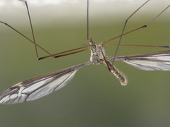 Tipula caloptera