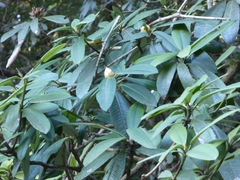 Rhododendron arboreum