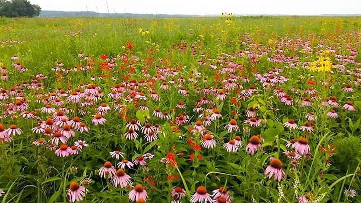 Coneflower