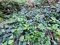 Tetrastigma lanyuense