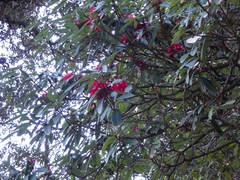 Rhododendron arboreum