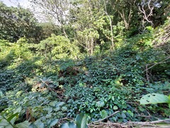 Tetrastigma lanyuense