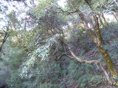 Rhododendron arboreum