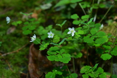Dichocarpum adiantifolium