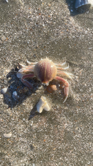 Persephona aquilonaris