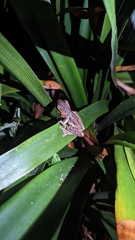Litoria peronii