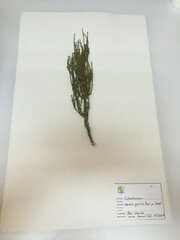 Ephedra gracilis