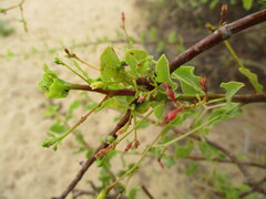 Commiphora glaucescens