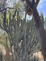 Isolatocereus dumortieri