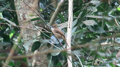 Alophoixus ochraceus