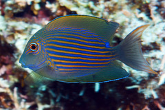 Striated Surgeonfish photo 2