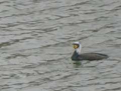 Phalacrocorax carbo