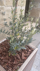 Olea europaea
