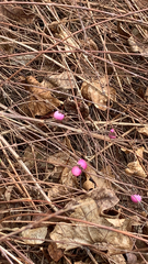Symphoricarpos