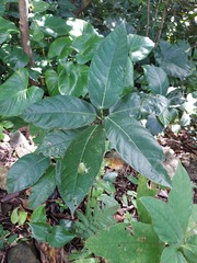 Ficus variegata garciae