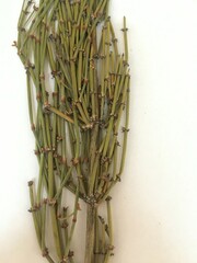 Ephedra gracilis