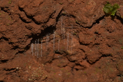 Arachnocampa