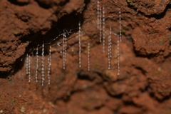 Arachnocampa