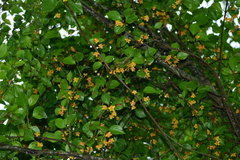 Schisandra arisanensis
