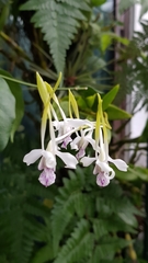 Dendrobium antennatum