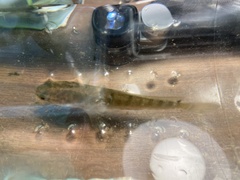 Channa striata