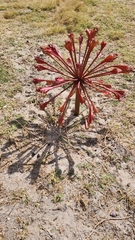 Brunsvigia orientalis