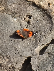 Vanessa vulcania