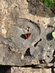 Vanessa vulcania