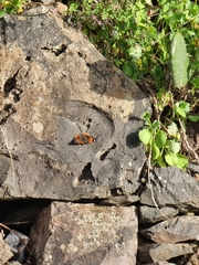 Vanessa vulcania