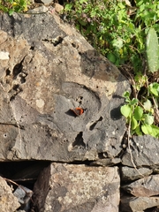 Vanessa vulcania