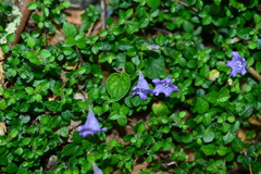 Strobilanthes rankanensis