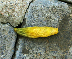 Elisolimax flavescens