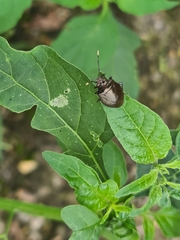 Antiteuchus
