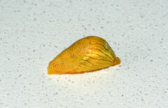 Elisolimax flavescens