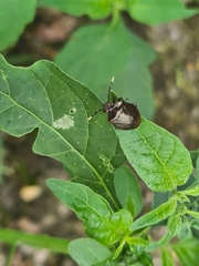Antiteuchus